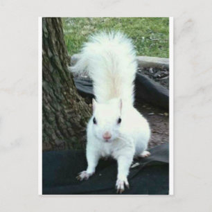 White Squirrel Postcard