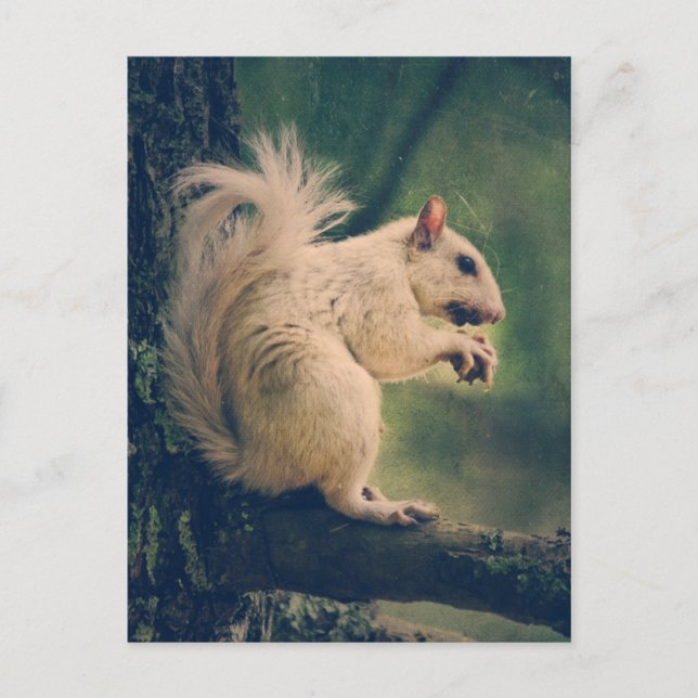 White Squirrel Postcard (Front)