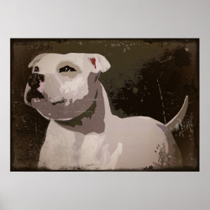 White Staffordshire Bull Terrier urban background Poster