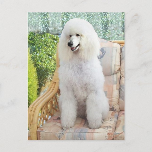 White Standard Poodle Postcard (Front)