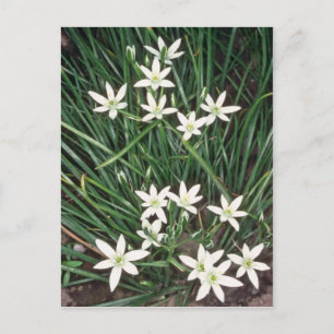 white Star Of Bethlehem, (Ornithogalum Umbellatum) Postcard