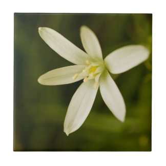 White Star-of-Bethlehem - Perennial Flower Tile