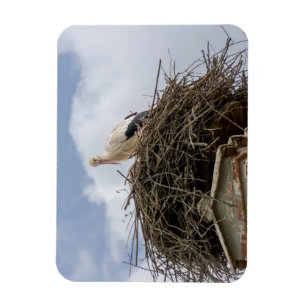 white stork in the nest magnet