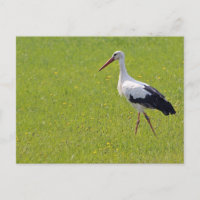 White Stork on a Meadow