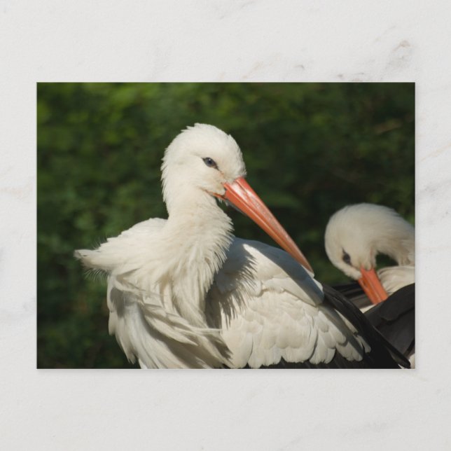 White Stork Postcard (Front)