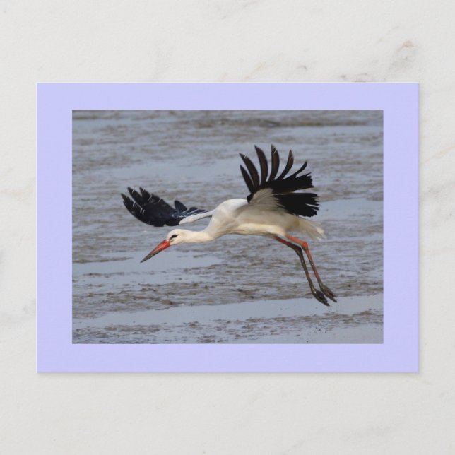 White Stork Postcard (Front)