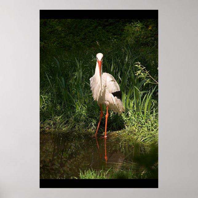 White Stork Poster (Front)