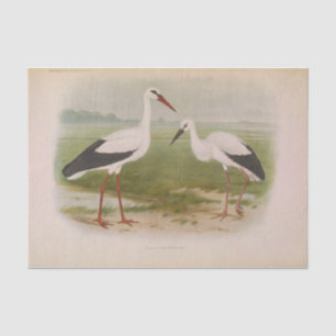 White stork - young and adult, Illustrations Tissue Paper