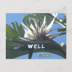 White Strelitzia Flower Get Well Soon Postcard