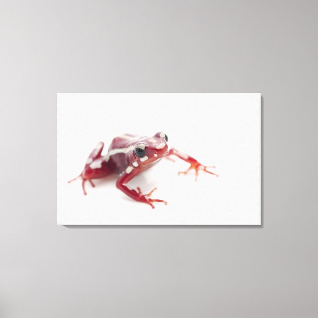 White-striped Poison Dart Frog 2 Canvas Print (Front)