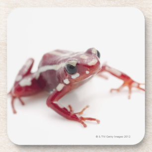 White-striped Poison Dart Frog 2 Coaster
