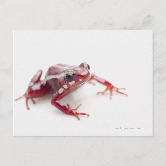 White-striped Poison Dart Frog 2 Postcard (Front)