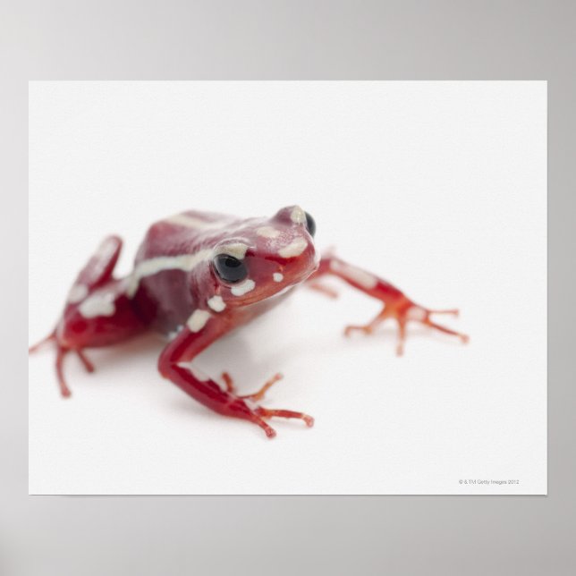 White-striped Poison Dart Frog 2 Poster (Front)