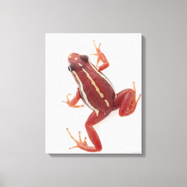 White-striped Poison Dart Frog Canvas Print (Front)
