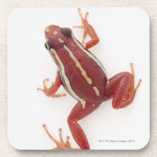 White-striped Poison Dart Frog Coaster
