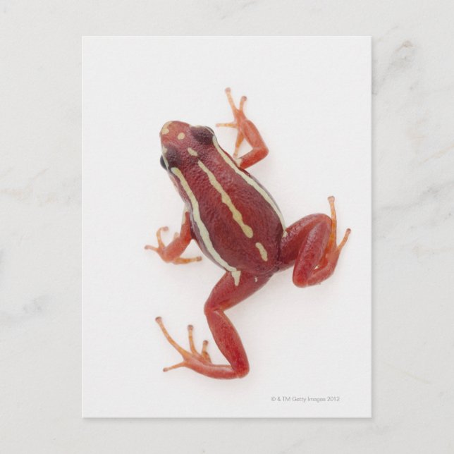 White-striped Poison Dart Frog Postcard (Front)