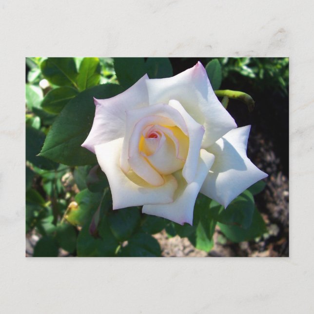 White Summer Rose Postcard (Front)
