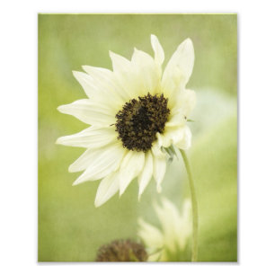 White Sunflower photo print