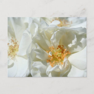 White sunny Roses Postcard