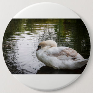 White swan 6 inch round button
