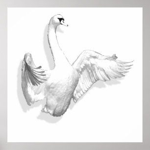 White Swan - affiche