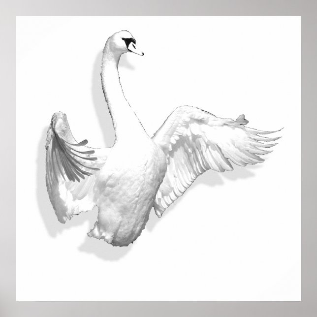 White Swan - affiche (Devant)