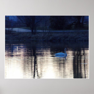 White Swan at Dusk Poster