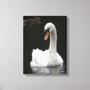 White Swan Canvas Print