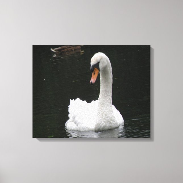 White Swan Canvas Print (Front)