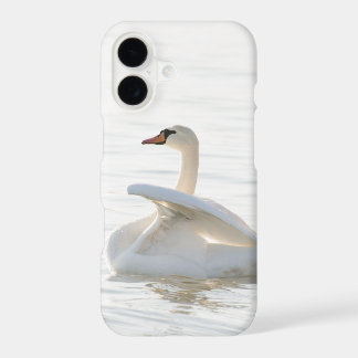 White swan Cygnus