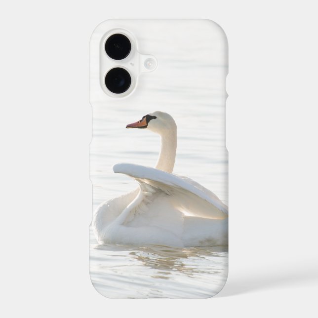 White swan Cygnus (Back)