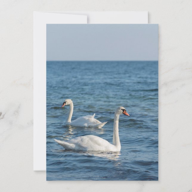 White swan Cygnus Invitation (Front)