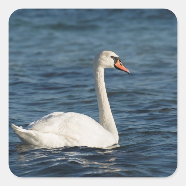 White swan Cygnus Square Sticker (Front)