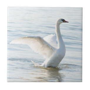 White swan Cygnus Tile