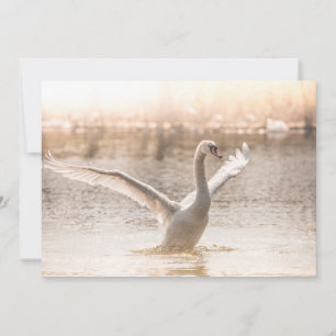 White Swan during Sunrise Card