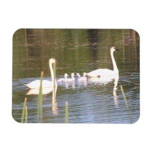 White Swan Family Flexible Magnet