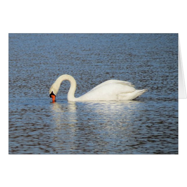 White Swan Feeding (Front Horizontal)