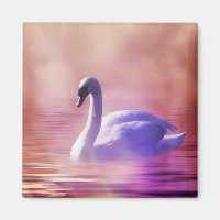 White Swan floating on a misty lake