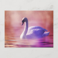 White Swan floating on a misty lake