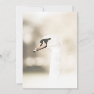 White Swan Nature Photo Card