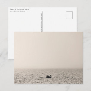 White Swan Nature Photo Postcard