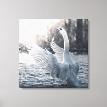 White Swan Nature Photograph