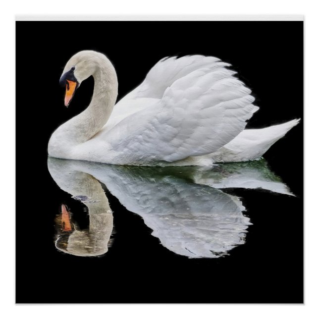 White  swan on black background   poster (Front)