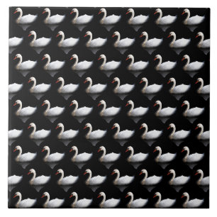 White swan on black tile