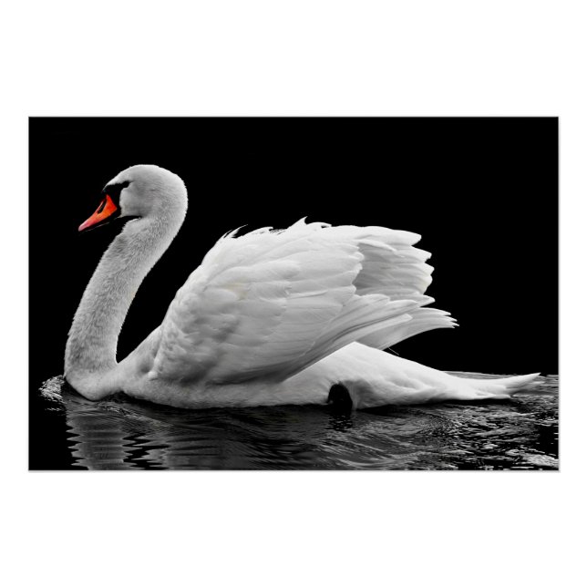 White Swan on Lake Poster (Front)