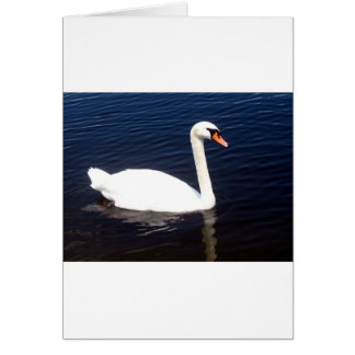 White swan on still waters