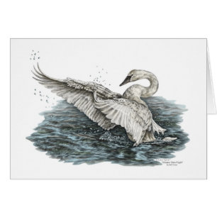 White Swan on Water