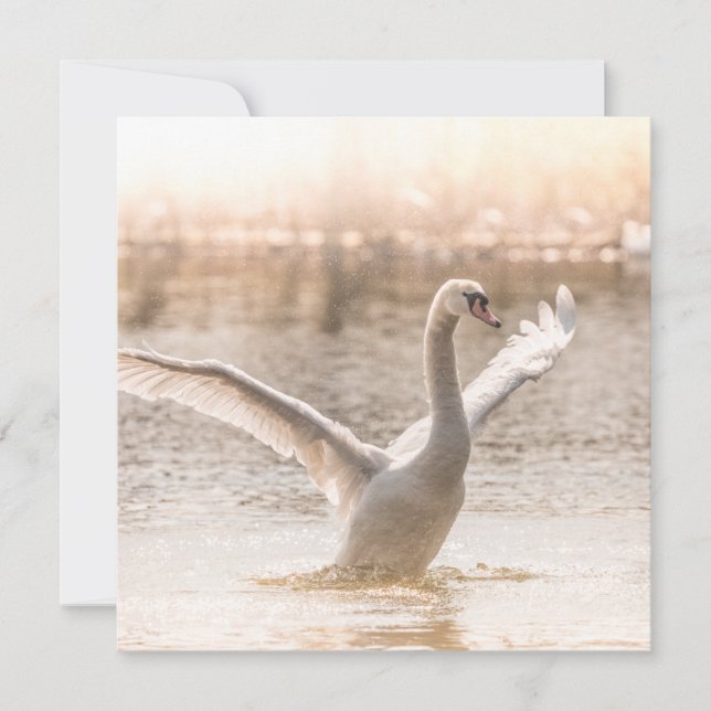 White Swan Photo Card (Front)