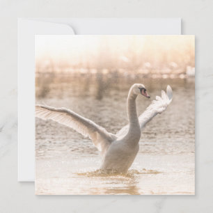 White Swan Photo Card