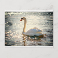 White Swan